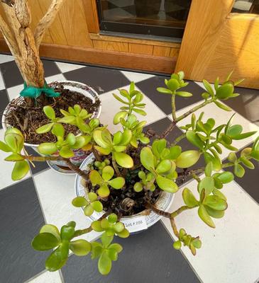 Set of 2 Potted Plants