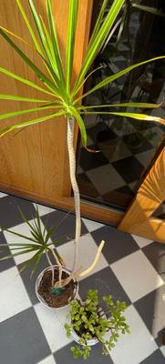 Set of 2 Potted Plants