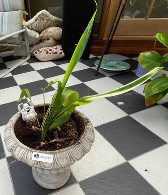 Concrete Planter with Real Plant