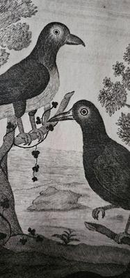 EERY Vintage Print of Birds nicely Framed