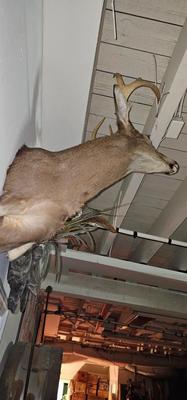 Very Large Buck Deer Head Mounted on wall, Taxidermy