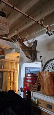 Very Large Buck Deer Head Mounted on wall, Taxidermy