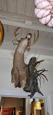 Very Large Buck Deer Head Mounted on wall, Taxidermy