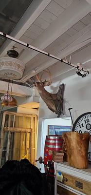 Very Large Buck Deer Head Mounted on wall, Taxidermy