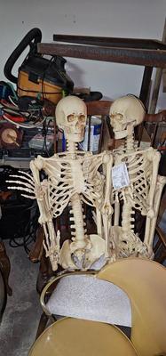 Two complete life size skeletons. New with tags