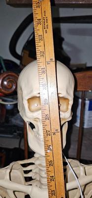 Two complete life size skeletons. New with tags