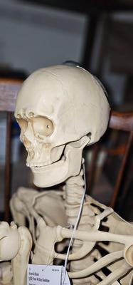 Two complete life size skeletons. New with tags