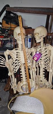 Two complete life size skeletons. New with tags