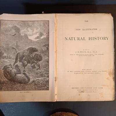 LOT 201: Cast Metal Elk Figurine, Vintage Stone Axe, Stone Arrowheads, Dried Shelf Mushroom & More