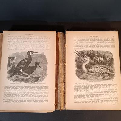 LOT 201: Cast Metal Elk Figurine, Vintage Stone Axe, Stone Arrowheads, Dried Shelf Mushroom & More