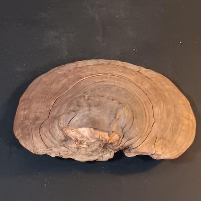 LOT 201: Cast Metal Elk Figurine, Vintage Stone Axe, Stone Arrowheads, Dried Shelf Mushroom & More