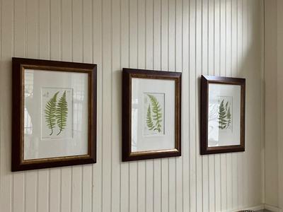 L619 Set of Four British Fern Lithographs W. King Ambler