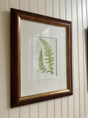 L619 Set of Four British Fern Lithographs W. King Ambler