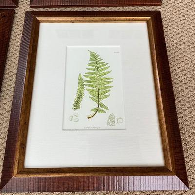 L619 Set of Four British Fern Lithographs W. King Ambler