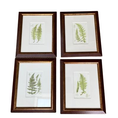 L619 Set of Four British Fern Lithographs W. King Ambler