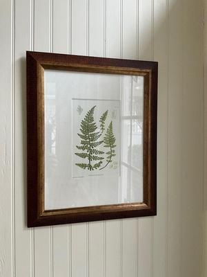 L619 Set of Four British Fern Lithographs W. King Ambler