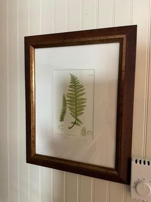 L619 Set of Four British Fern Lithographs W. King Ambler