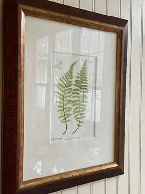L619 Set of Four British Fern Lithographs W. King Ambler