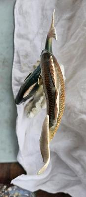 Porcelain Fish ENS German Trout by Karl Ens