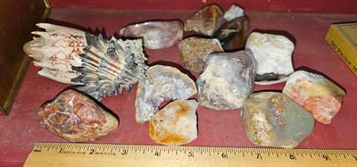 Rocks, Quartz, Gemstones, Shells Collection