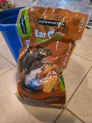 Blue feed / water bucket and Ear Corn Feed