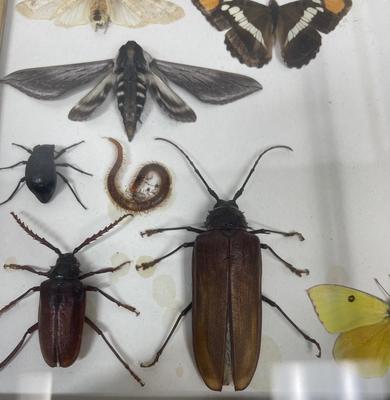 Framed Insect Collection - Butterfly, Moth, Spider, and More