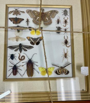 Framed Insect Collection - Butterfly, Moth, Spider, and More