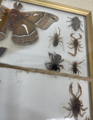 Framed Insect Collection - Butterfly, Moth, Spider, and More