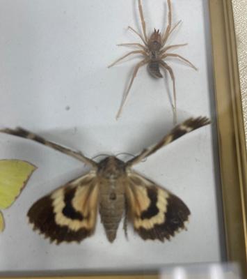 Framed Insect Collection - Butterfly, Moth, Spider, and More