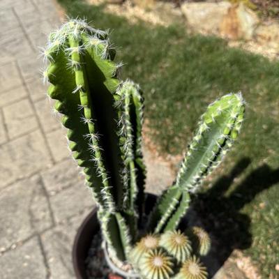 Potted Faux Cactus in Carved Wood Planter (G-HS)