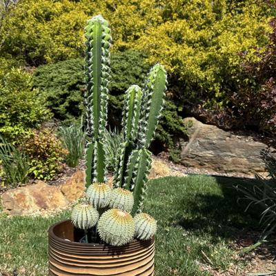 Potted Faux Cactus in Carved Wood Planter (G-HS)