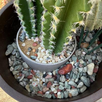 Potted Faux Cactus in Carved Wood Planter (G-HS)