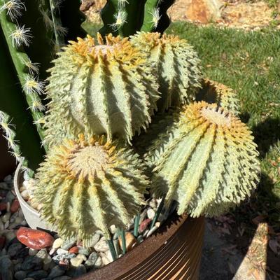 Potted Faux Cactus in Carved Wood Planter (G-HS)