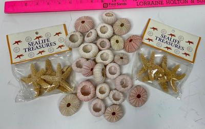 Starfish & Sea Anemone Urchin Lot