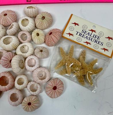 Starfish & Sea Anemone Urchin Lot