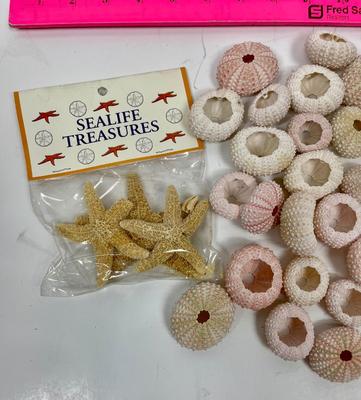 Starfish & Sea Anemone Urchin Lot