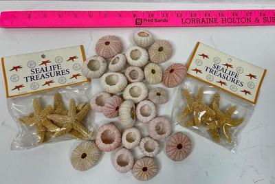 Starfish & Sea Anemone Urchin Lot