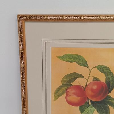 LOT 63: Framed Pierre-Joseph Redouté 'Pêcher à Fruits Lisses' Print