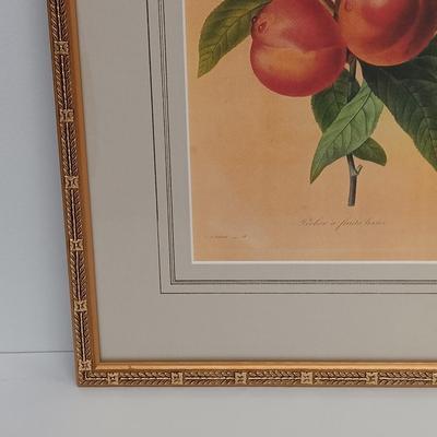 LOT 63: Framed Pierre-Joseph Redouté 'Pêcher à Fruits Lisses' Print