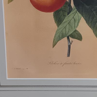 LOT 63: Framed Pierre-Joseph Redouté 'Pêcher à Fruits Lisses' Print