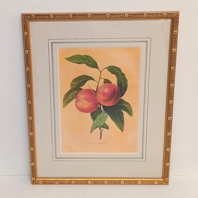 LOT 63: Framed Pierre-Joseph Redouté 'Pêcher à Fruits Lisses' Print
