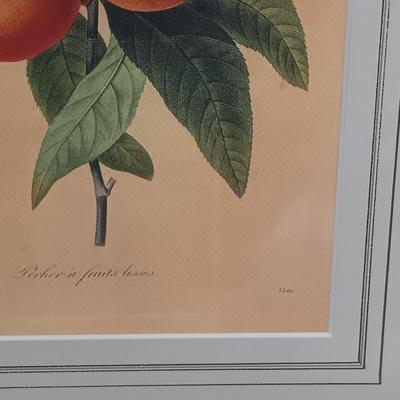 LOT 63: Framed Pierre-Joseph Redouté 'Pêcher à Fruits Lisses' Print