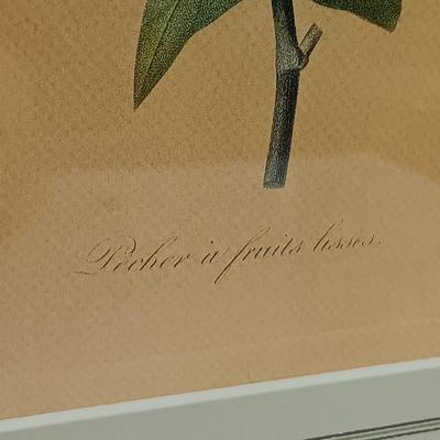 LOT 63: Framed Pierre-Joseph Redouté 'Pêcher à Fruits Lisses' Print