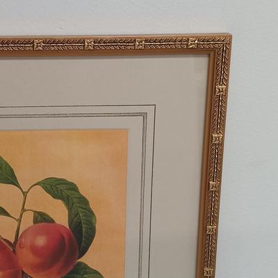 LOT 63: Framed Pierre-Joseph Redouté 'Pêcher à Fruits Lisses' Print