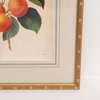 LOT 64: Framed Pierre-Joseph Redouté 'Abricot Pêche' Print