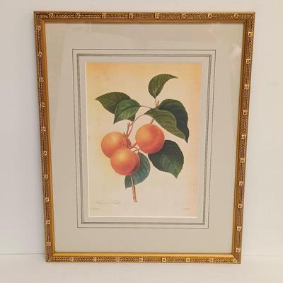 LOT 64: Framed Pierre-Joseph Redouté 'Abricot Pêche' Print