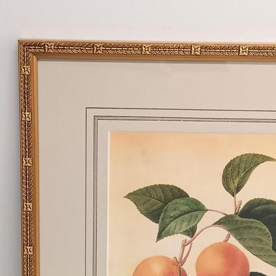 LOT 64: Framed Pierre-Joseph Redouté 'Abricot Pêche' Print