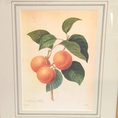 LOT 64: Framed Pierre-Joseph Redouté 'Abricot Pêche' Print