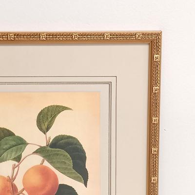 LOT 64: Framed Pierre-Joseph Redouté 'Abricot Pêche' Print