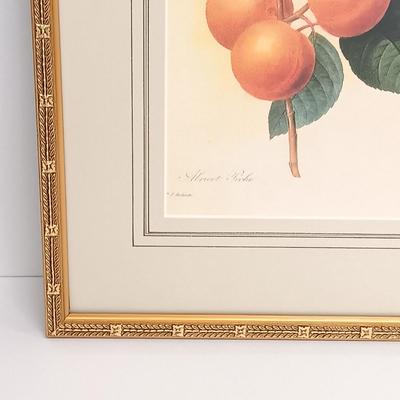 LOT 64: Framed Pierre-Joseph Redouté 'Abricot Pêche' Print